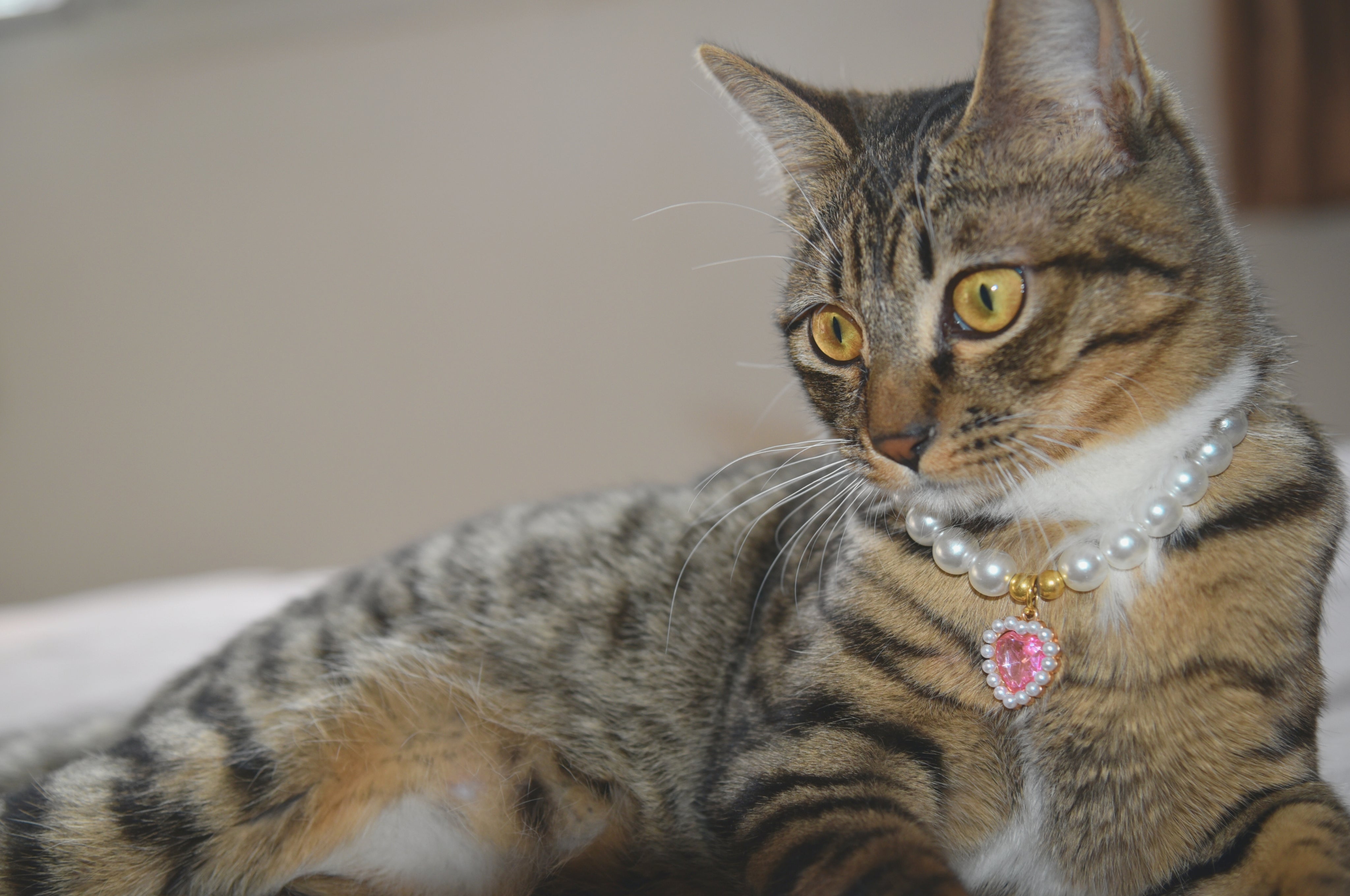 Pearl Necklaces for Cats: Elegance and Grace for Your Furry Companion