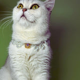 Aurora Gem - Pearl Cat Necklace with Gemstones