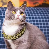 Plastic Cat Neck Chain Fashion Cuban Chain Collar