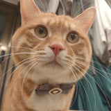 Nautical Charm - Cat Collar with Safety Buckle and Bow Tie