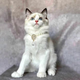 Neptune's Gem - Cat Pearl Necklace Jewelry Collar